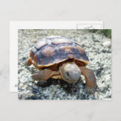 Marianne the Keya :) （若き砂漠の亀） ポストカード (正面/裏面)