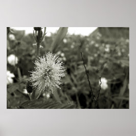 MariaS-fecha-a-porta ポスター