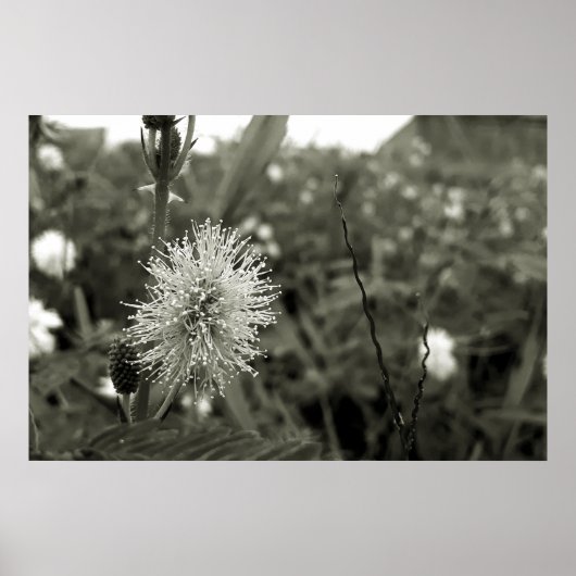 MariaS-fecha-a-porta ポスター (正面)