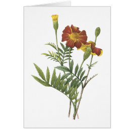 marigold(Tagetes sp.) by Redoute