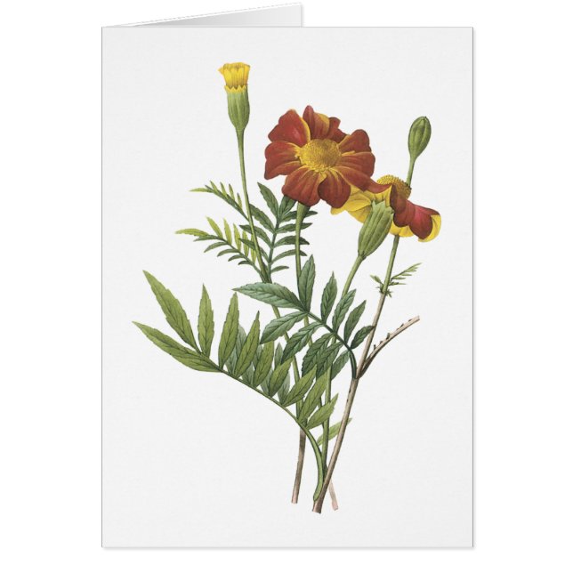 marigold(Tagetes sp.) by Redoute (正面)