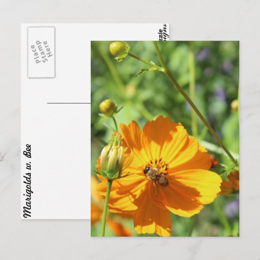 Marigolds w. Bee # 2 ポストカード (正面/裏面)