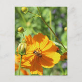 Marigolds w. Bee # 2 ポストカード (正面)