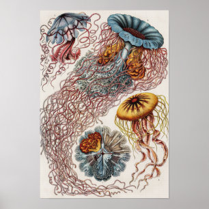 Marine life illustration - Ernst Haeckel Poster ポスター