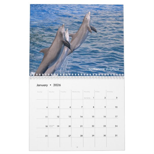 Marine mammals calendar カレンダー (1月 2026)