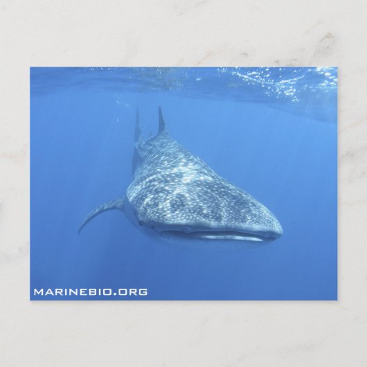 MarineBioポストカード ポストカード (正面)