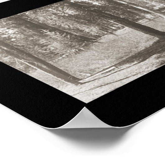 Mariposa Big Tree CA写真1906 ポスター (角)