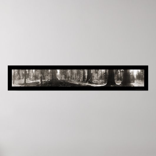 Mariposa Big Tree CA写真1906 ポスター (正面)