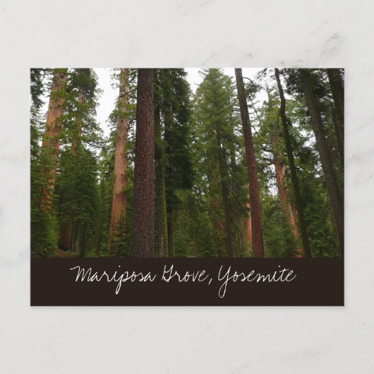 Mariposa Grove in Yosemite National Park ポストカード (正面)