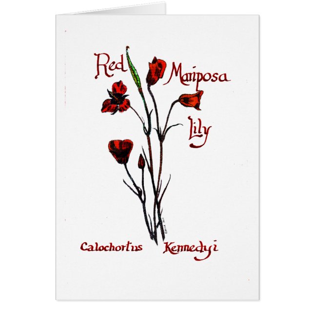 Marisposa赤いユリ (正面)