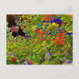 Mark Edward Westerfield、Solarized Red Beres ポストカード