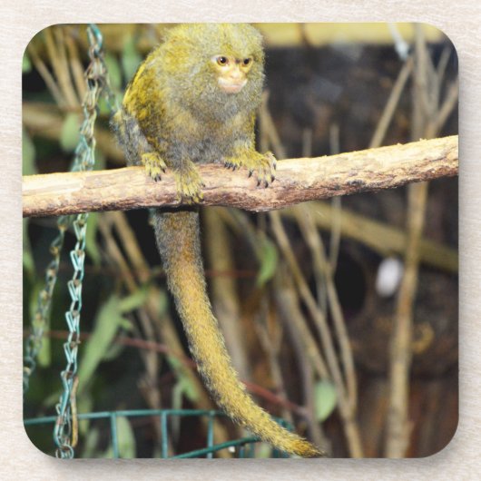 Marmoset Monkey On Alert、コースター コースター (正面)