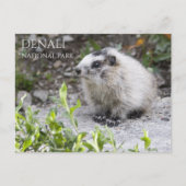 Marmot Pup、Denali国立公園 ポストカード (正面)