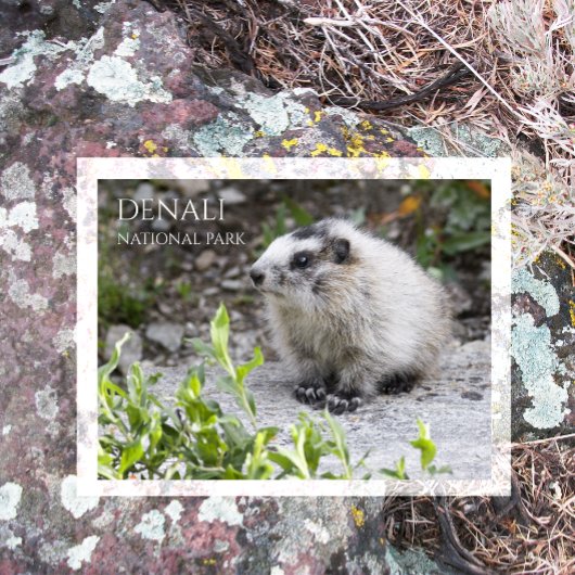 Marmot Pup、Denali国立公園 ポストカード