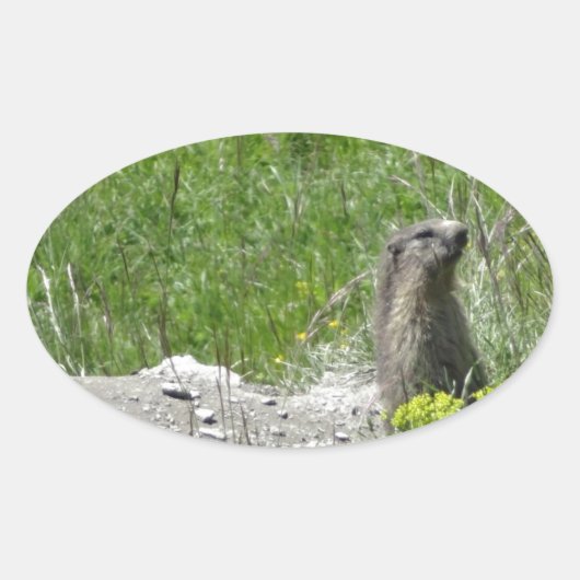 marmottes 楕円形シール (正面)