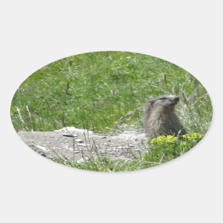marmottes 楕円形シール