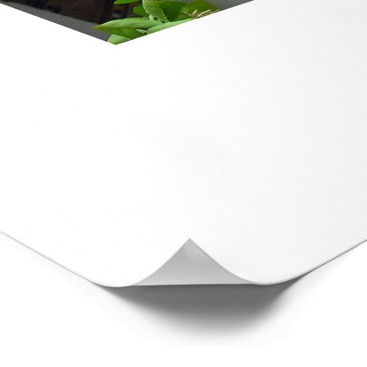 Maroc morocco poster ポスター (角)