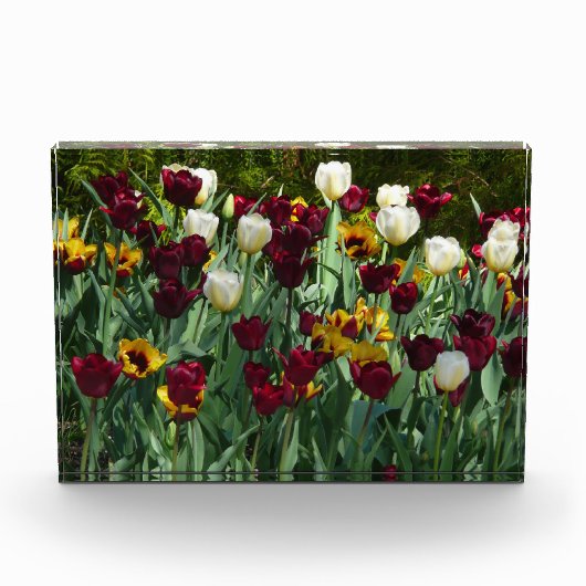 Maroon and Yellow Tulips フォトブロック (正面)
