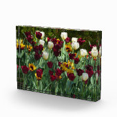 Maroon and Yellow Tulips フォトブロック (右)