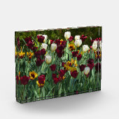 Maroon and Yellow Tulips フォトブロック (左)