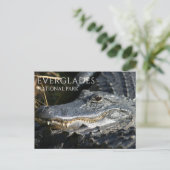 Marsh, Everglades NPのアリゲータースマイル ポストカード (スタンド正面)