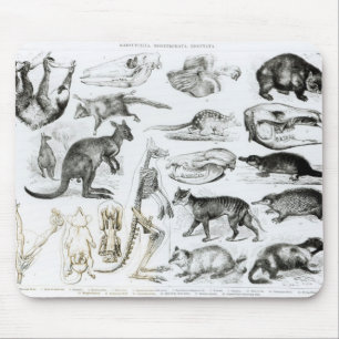 Marsupialia、MonetremataのEdentata マウスパッド