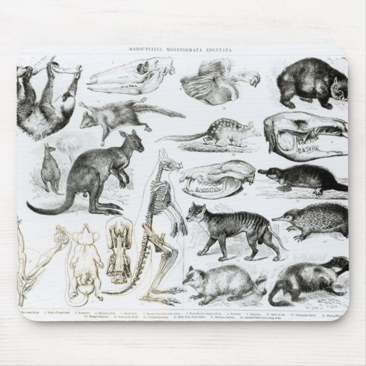 Marsupialia、MonetremataのEdentata マウスパッド (正面)
