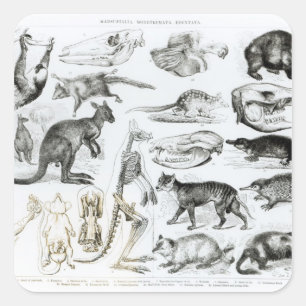 Marsupialia, Monetremata, Edentata スクエアシール