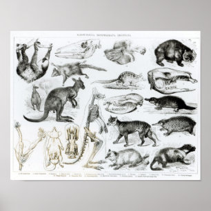 Marsupialia, Monetremata, Edentata ポスター