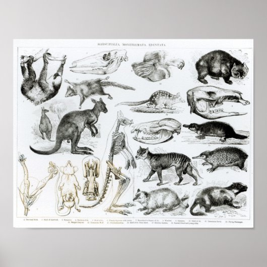 Marsupialia, Monetremata, Edentata ポスター (正面)