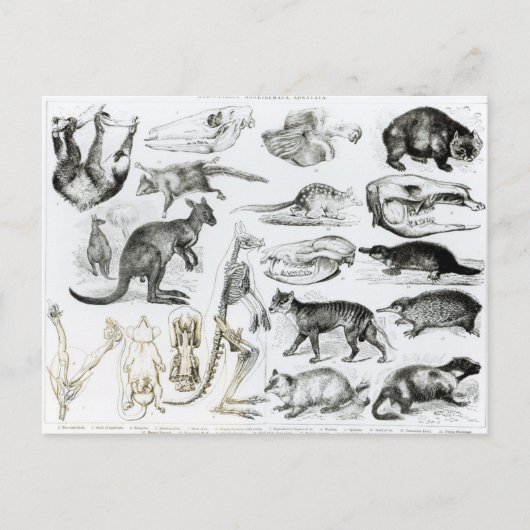 Marsupialia, Monetremata, Edentata ポストカード (正面)