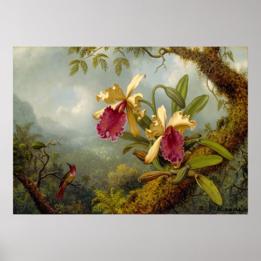 Martin Johnson Heade – 蘭とハミングバード ポスター (正面)