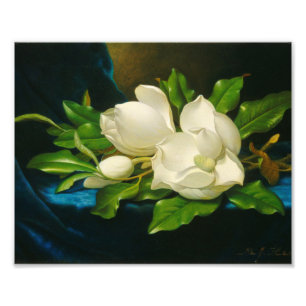 Martin Johnson Heade - Giant Magnolias フォトプリント