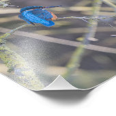 Martin-pêcheur フォトプリント (角)