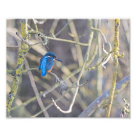 Martin-pêcheur フォトプリント