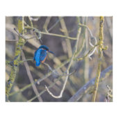 Martin-pêcheur ポスター (正面)