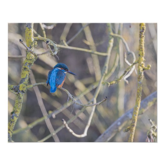 Martin-pêcheur ポスター (正面)