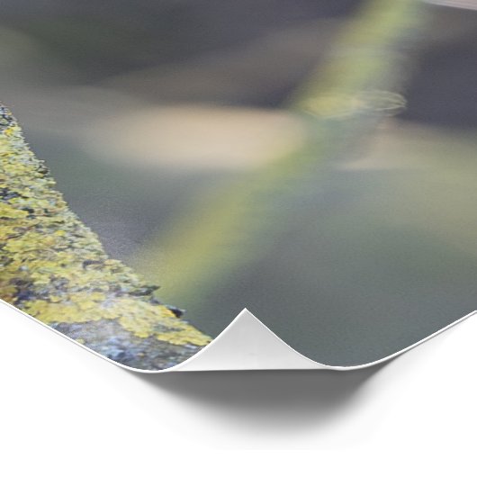 Martin-pêcheur ポスター (コーナー)