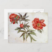 Martin Schongoauer:牡丹の勉強 ポストカード (正面/裏面)