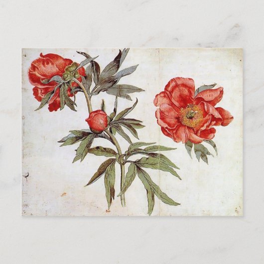 Martin Schongoauer:牡丹の勉強 ポストカード (正面)