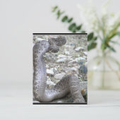 Martinez Wash Ratlesnake in Congress, AZ ポストカード (スタンド正面)