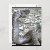Martinez Wash Ratlesnake in Congress, AZ ポストカード (正面/裏面)