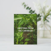 Martinique tropical garden, Caribbean travel ポストカード (スタンド正面)