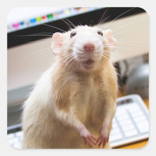 Marty Mouse Stickers - Standin'Tall スクエアシール (正面)