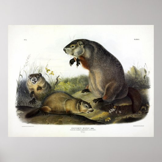 Maryland Marmot, Woodchuck, Groundhog by Audubon ポスター (正面)