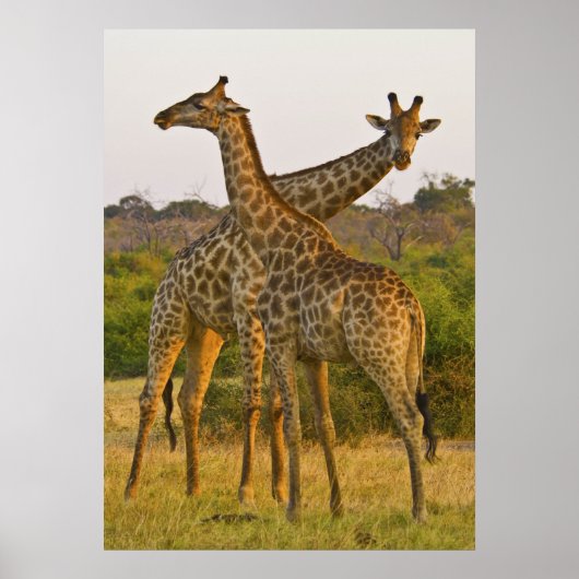 Masai Giraffes Kenya Africaのポスター ポスター (正面)