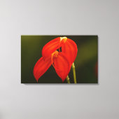 Masdevalliaのigneaの蘭の伸張のキャンバスのプリント キャンバスプリント (正面)