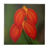Masdevalliaのigneaの蘭 タイル (正面)