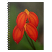 Masdevalliaのigneaの蘭 ノートブック (正面)