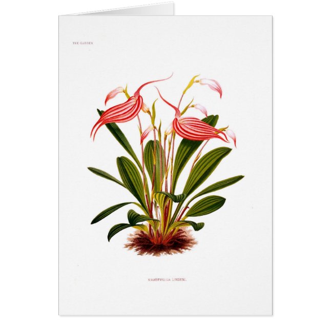 Masdevalliaのlindeni (正面)